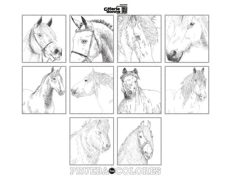 Libro Caballos, Razas del Mundo