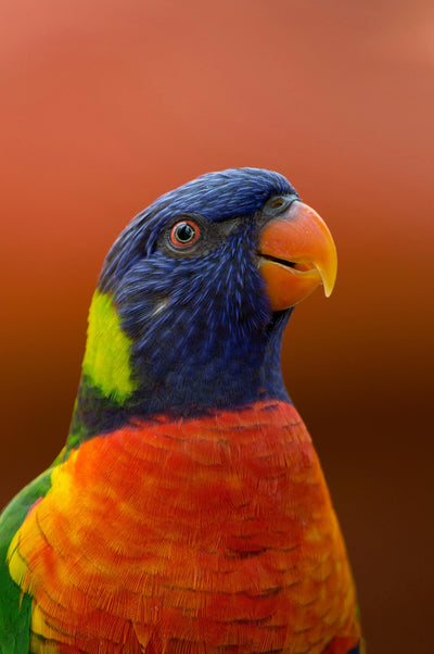 El color en el reino animal: Más supervivencia que belleza.